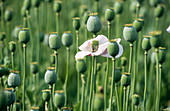 Opium poppy flower and seed heads
