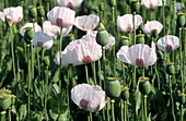 Opium poppy flowers and seed heads