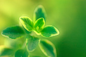 Lemon thyme (Thymus x citriodorus)