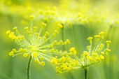 Dill (Anethum graveolens)