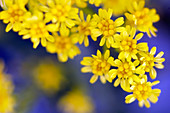 Goldenrod (Solidago virgaurea)