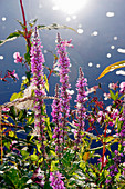 Purple loosestrife