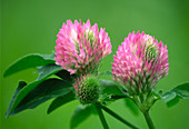 Red clover (Trifolium pratense)