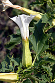 Thorn apple (Datura stramonium)