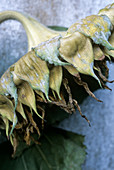 Sunflower flower head drying