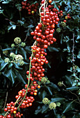 Black bryony berries