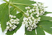 Valerian flowers (Valeriana officinalis)