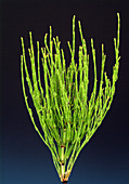 Field horsetail (Equisetum arvense)