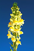 Common toadflax (Linaria vulgaris)