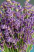 Lavender (Lavandula officinalis)