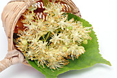Small leaved lime (Tilia cordata)