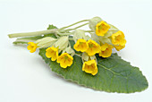 Cowslip flowers