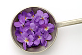Sweet violet flowers (Viola odorata)