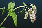Horsemint (Mentha longifolia)