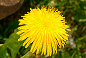 Dandelion flower (Taraxacum officinale)
