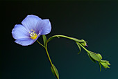 Flax flower (Linus usitatissimum)