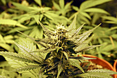 Cannabis plant flower