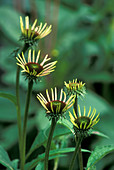 Echinacea plant