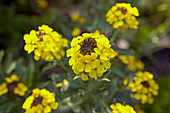 Wallflower (Erysimum cheiri)