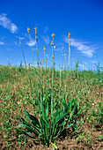 Ribwort plantain (Plantago lanceolata)