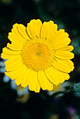 Golden marguerite (Anthemis tinctoria)