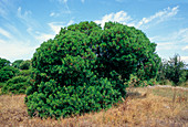 Mastic tree (Pistacia lentiscus)
