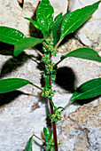 Pellitory of the wall,Parietaria diffusa
