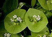Miner's lettuce (Claytonia perfoliata)