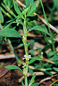 Knotweed (Polygonum aviculare)