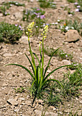 Death camas lily (Zigadenus venenosus)