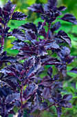 Purple leaf basil (Ocimum basilicum)