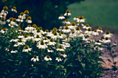 White echinacea (Echinacea hybrid)