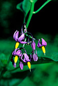 Bittersweet flowers (Solanum dulcamara)