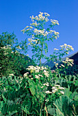 Hemlock (Conium maculatum)