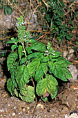Basil (Ocimum basilicum)