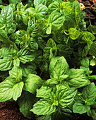 Mint leaves (Mentha sp.)
