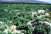 Thorn apple plants (Datura stramonium)