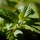 Mint leaves