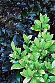 Skimmia japonica leaves