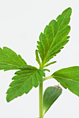 Cannabis seedling