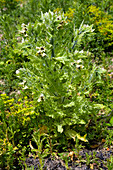 Henbane (Hyoscyamus niger)