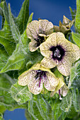 Henbane (Hyoscyamus niger)