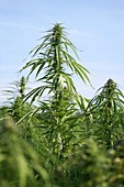 Cannabis plants (Cannabis sativa)