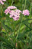 Yarrow (Achillea millefolium)