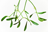 Hanging mistletoe