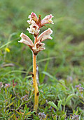 Thyme broomrape (Orobanche alba)