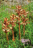 Thyme broomrape (Orobanche alba)