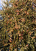 Phoradendron californicum