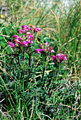 Lousewort (Pedicularis petiolaris)