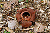 Rafflesia flower